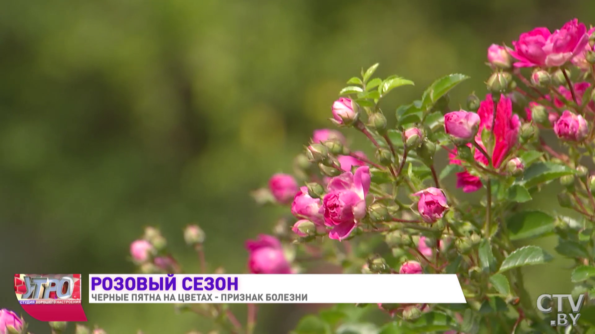 Боремся с чёрными пятнами. Эффективное лекарство для роз, яблонь и других растений от Ивана Русских-7