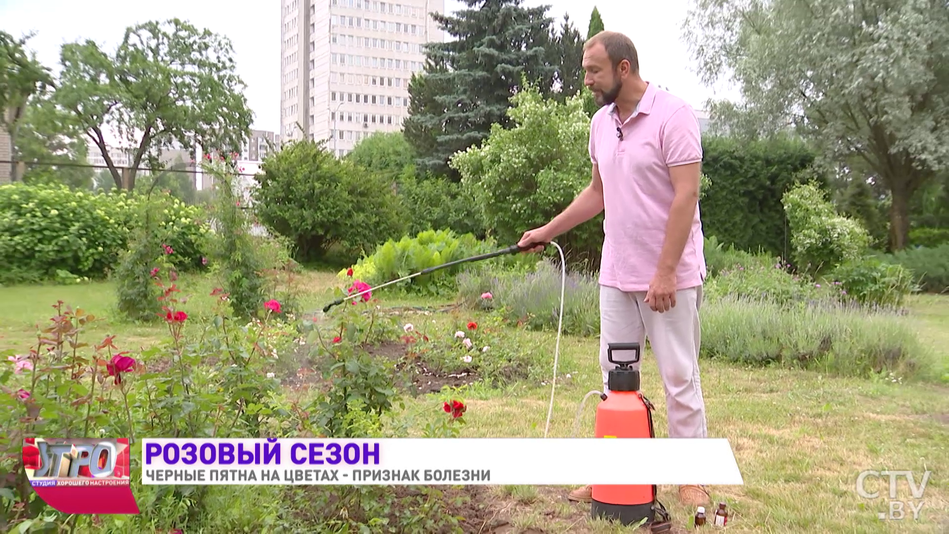 Боремся с чёрными пятнами. Эффективное лекарство для роз, яблонь и других растений от Ивана Русских-4