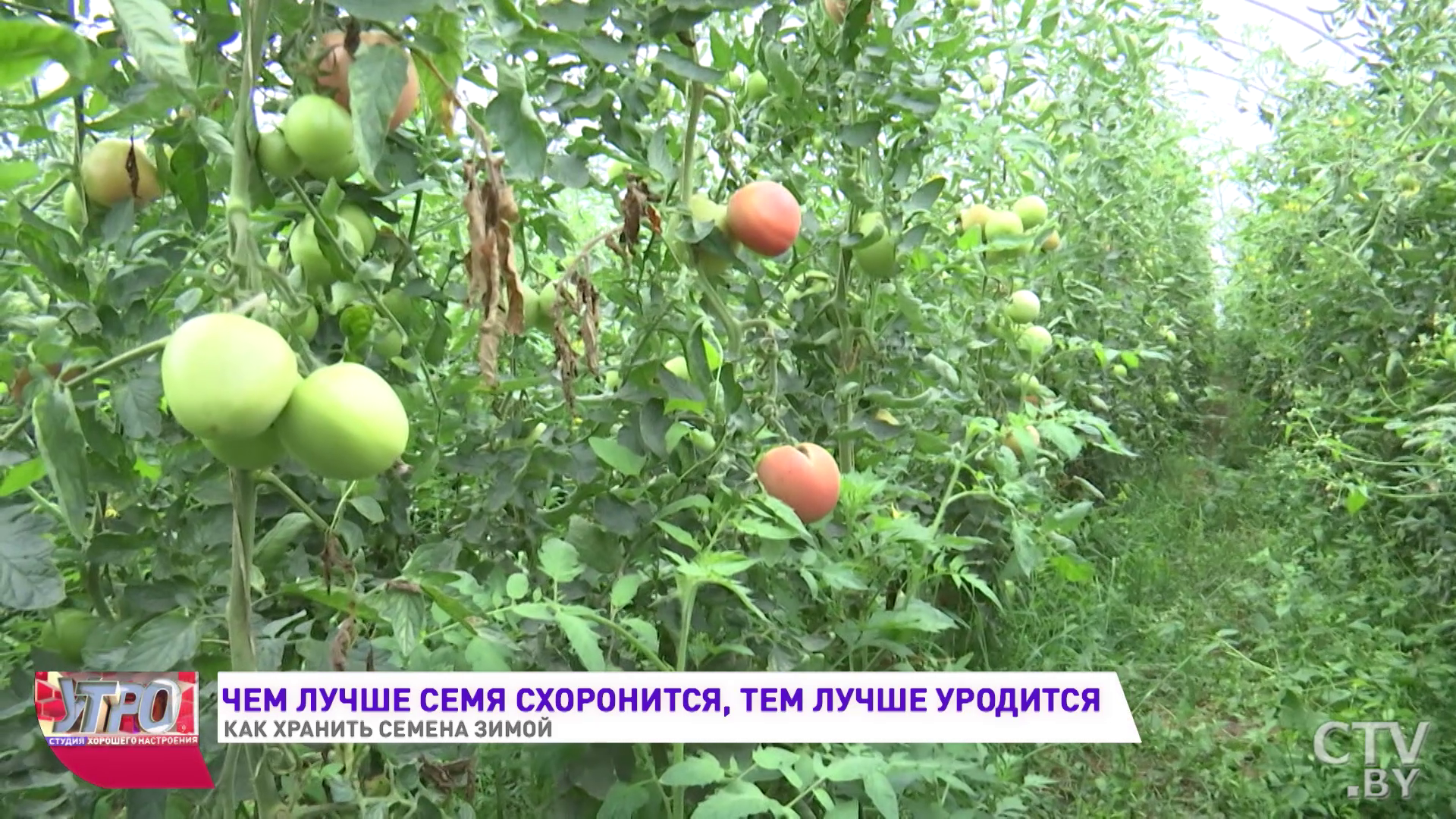 «Нельзя переохлаждать»: как правильно хранить семена зимой-1