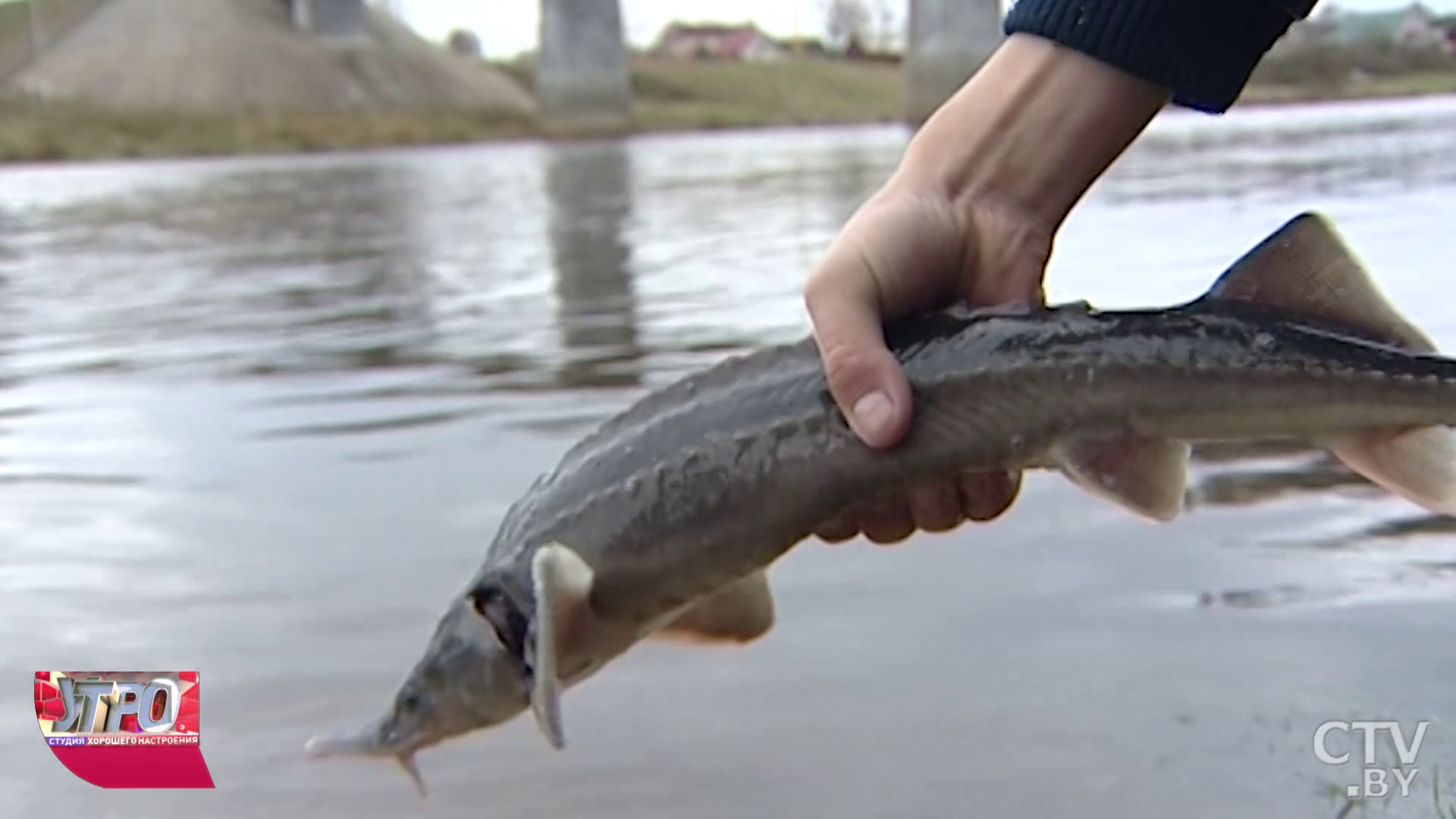 В Беларуси зарыбили семь водоёмов: как проходит процедура?-10