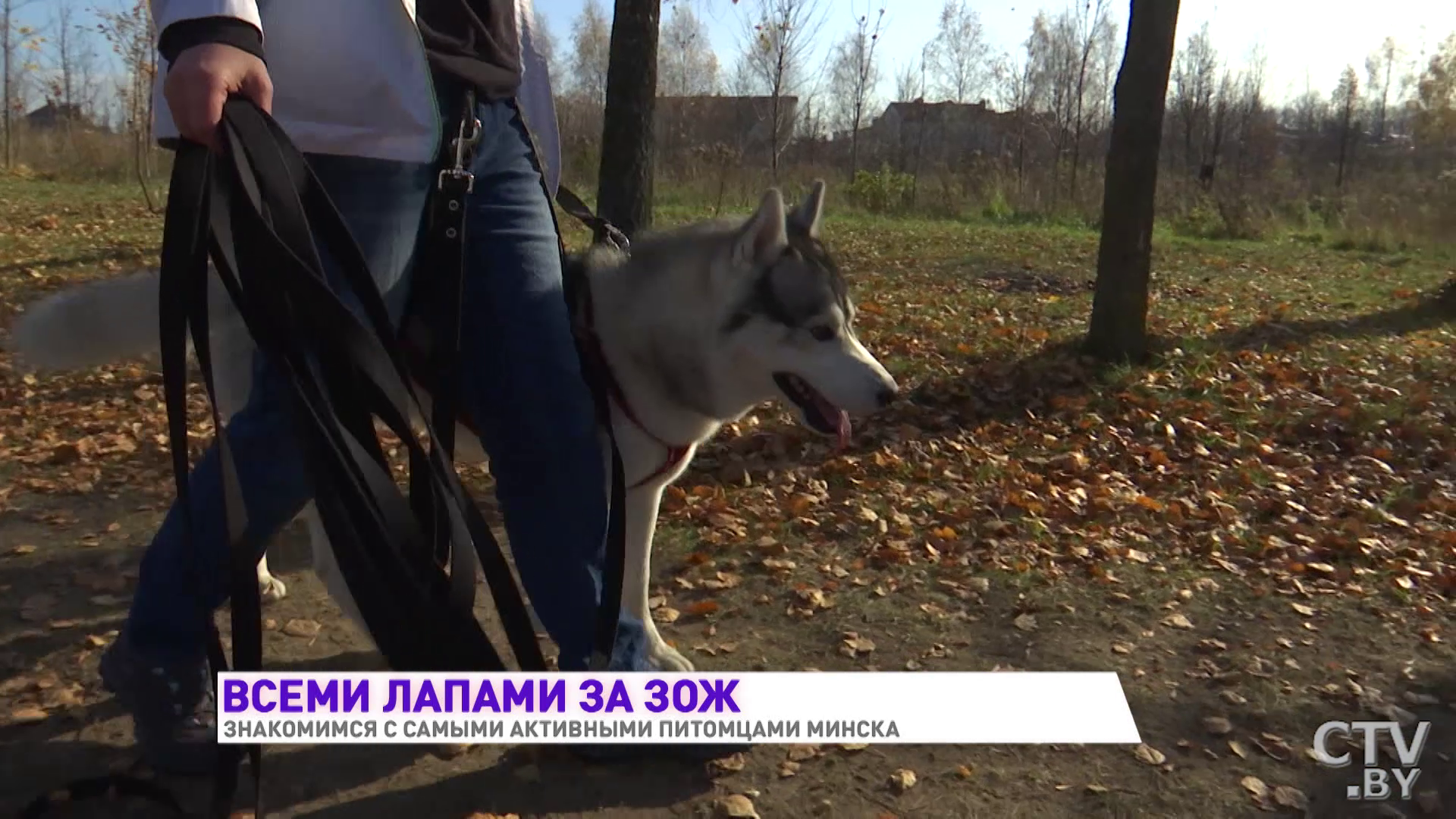 Одна сплавляется на байдарках, другие ездят в прицепе на велосипеде. Знакомимся с активными собаками Минска-3