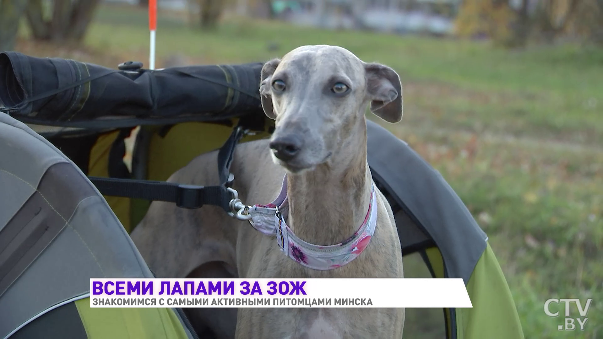 Одна сплавляется на байдарках, другие ездят в прицепе на велосипеде. Знакомимся с активными собаками Минска-12