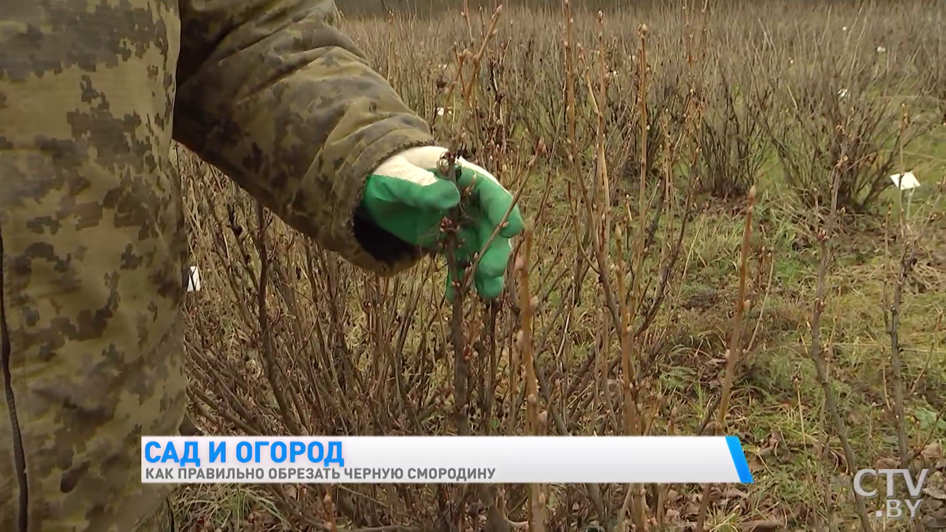 Как правильно обрезать чёрную смородину осенью для хорошего урожая?-10