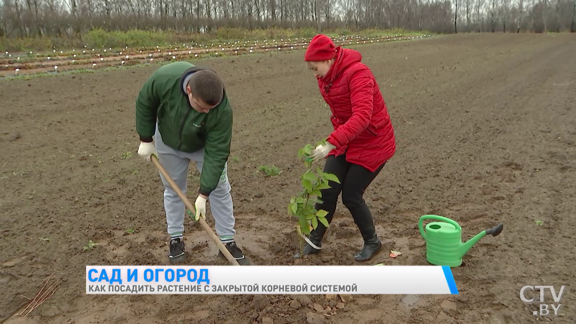 Как правильно посадить растение с закрытой корневой системой? Пошаговый процесс-16