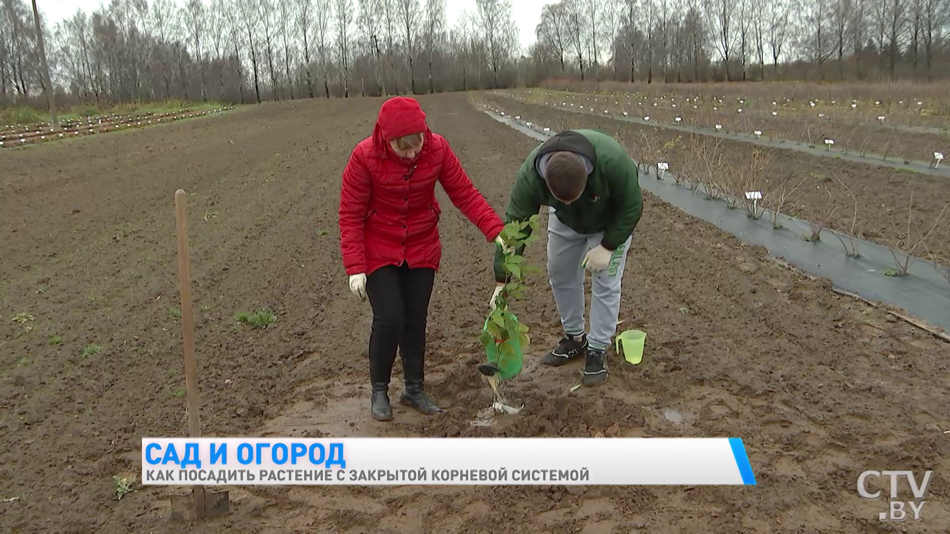 Как правильно посадить растение с закрытой корневой системой? Пошаговый процесс-19