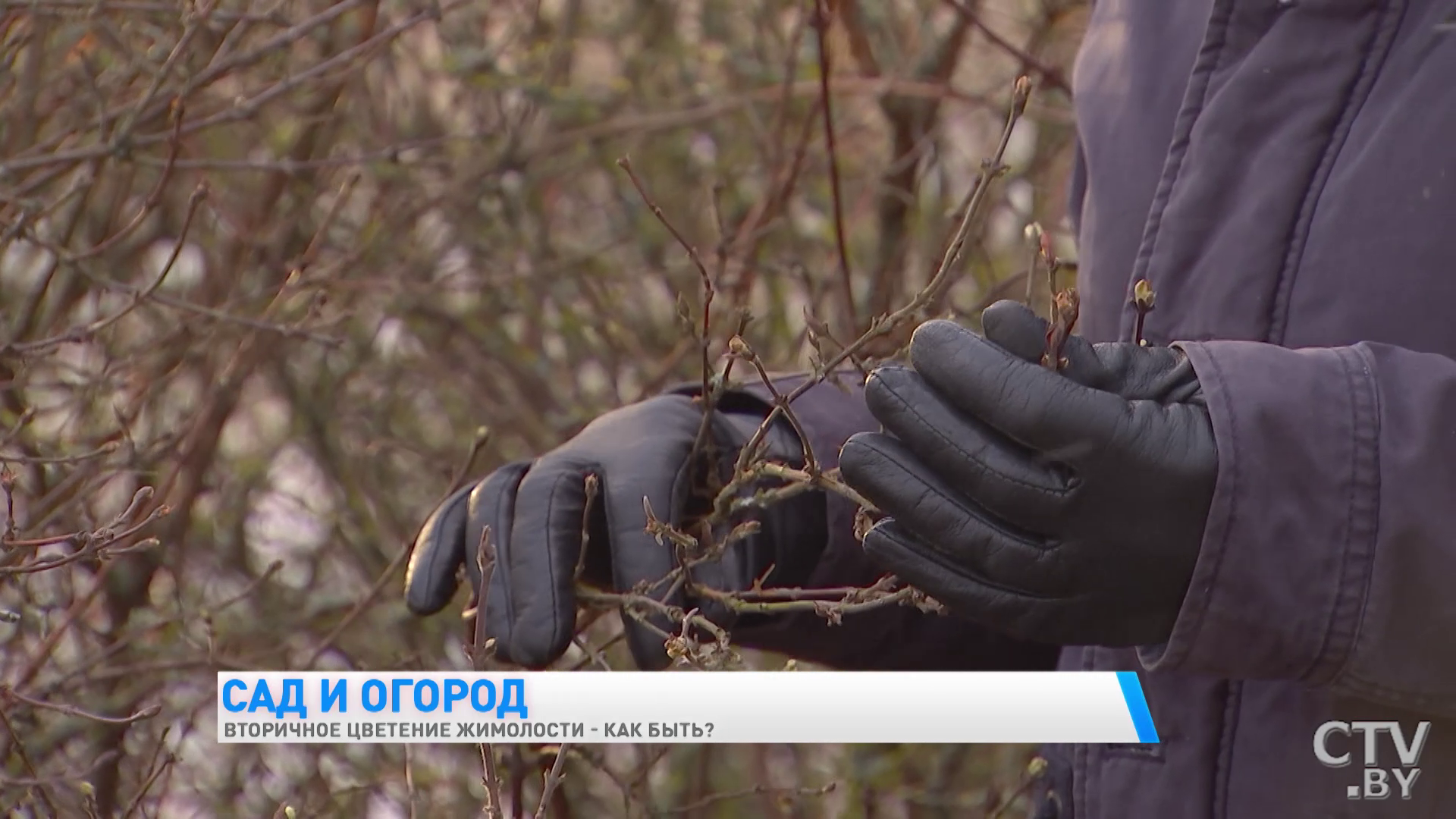 «Это приводит к ослаблению растения». Что делать, если жимолость зацвела повторно зимой -4