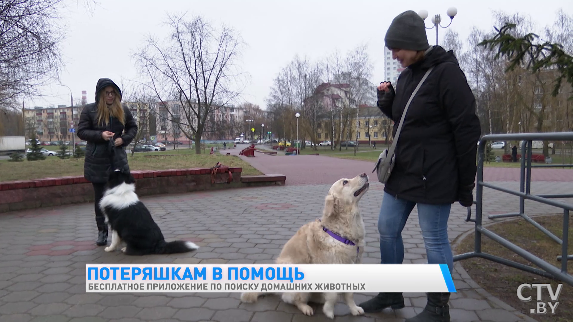 Бесплатное приложение по поиску домашних животных разработали белорусские программисты. Как оно работает-27
