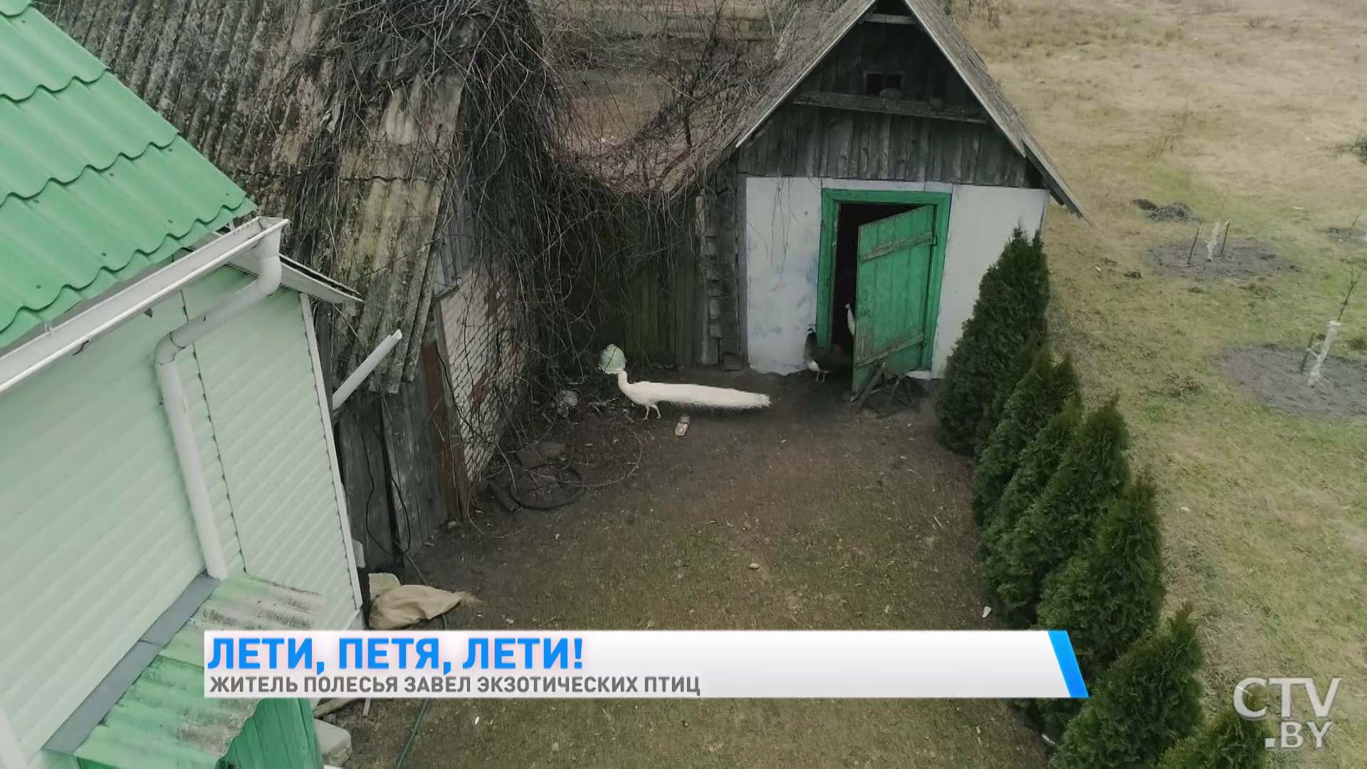 Здесь принимают ванны чёрные лебеди и хлопают ресницами страусы. Как белорус завёл во дворе экзотических птиц-22