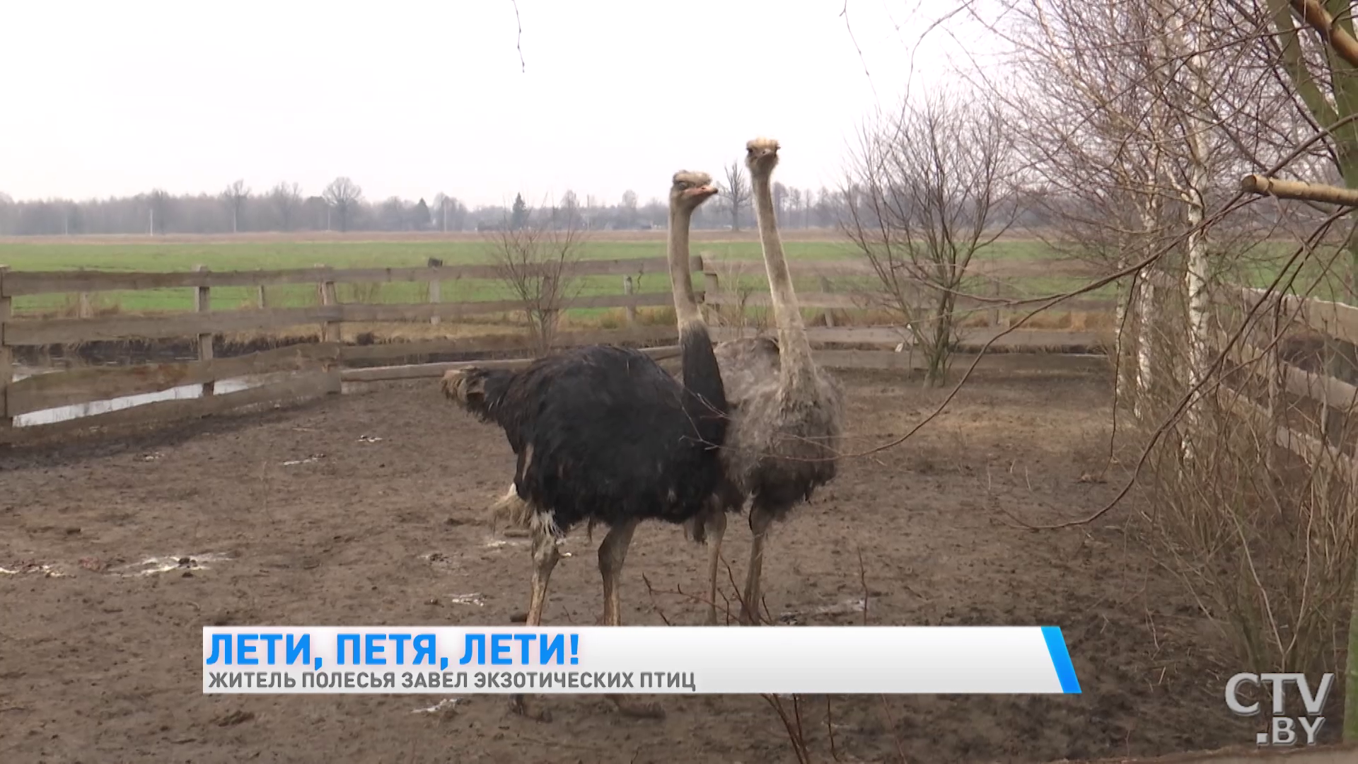 Здесь принимают ванны чёрные лебеди и хлопают ресницами страусы. Как белорус завёл во дворе экзотических птиц-10