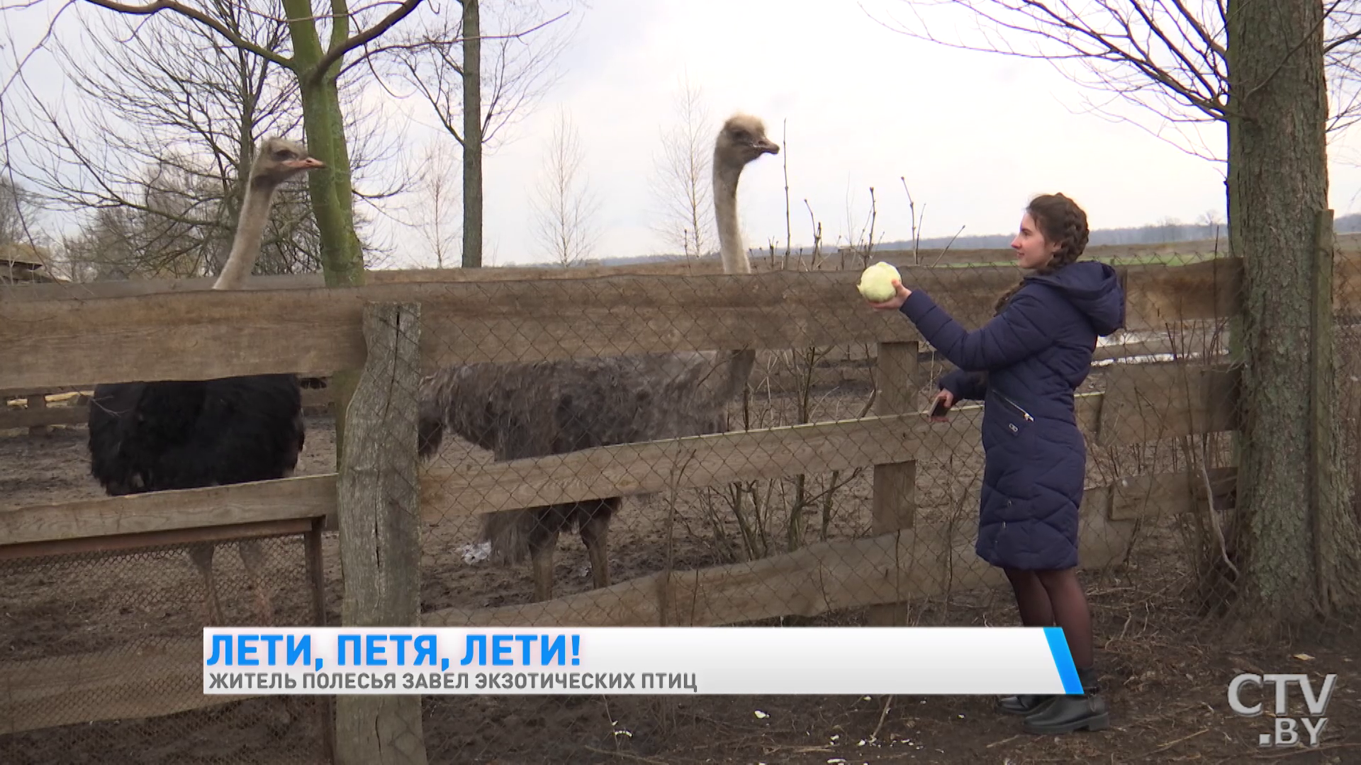 Здесь принимают ванны чёрные лебеди и хлопают ресницами страусы. Как белорус завёл во дворе экзотических птиц-16