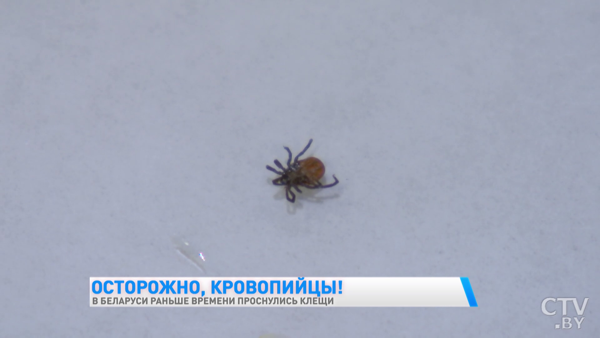 В Беларуси раньше времени проснулись клещи. Как уберечь себя от укуса-1