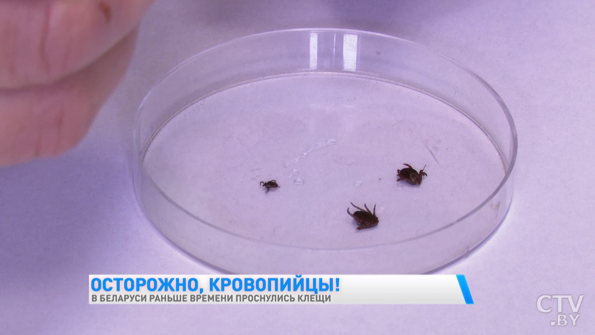 В Беларуси раньше времени проснулись клещи. Как уберечь себя от укуса-13