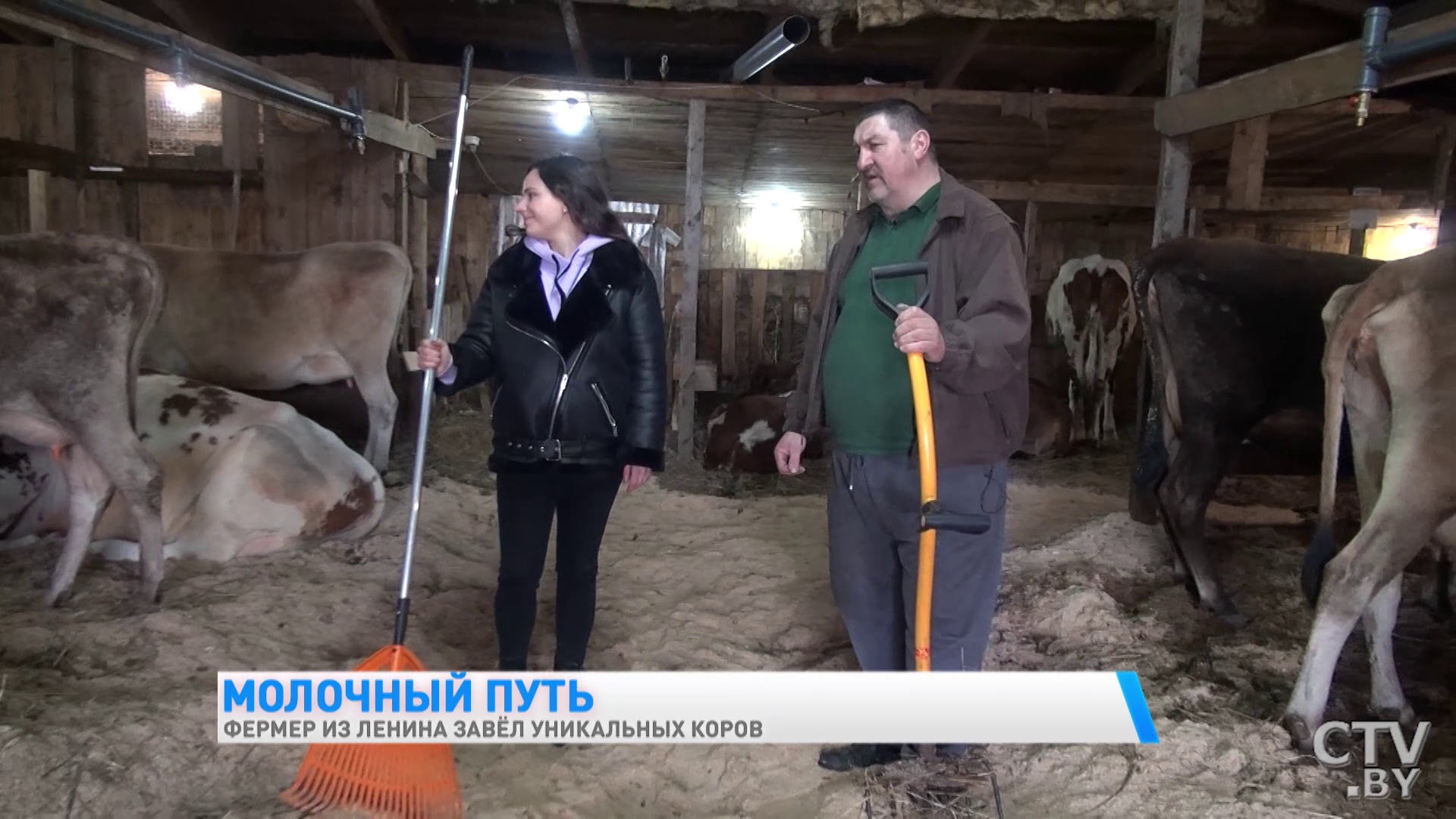 «Они у меня иногда под шансон хорошо доятся». Фермер из Гомельской области завёл уникальных коров-4