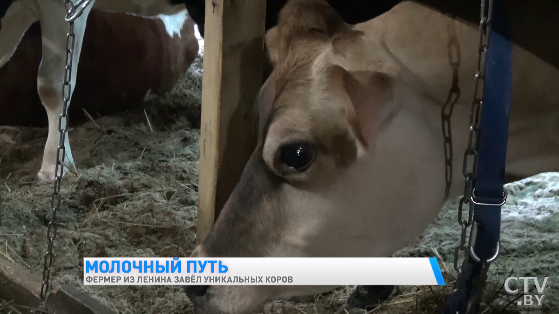 «Они у меня иногда под шансон хорошо доятся». Фермер из Гомельской области завёл уникальных коров-7