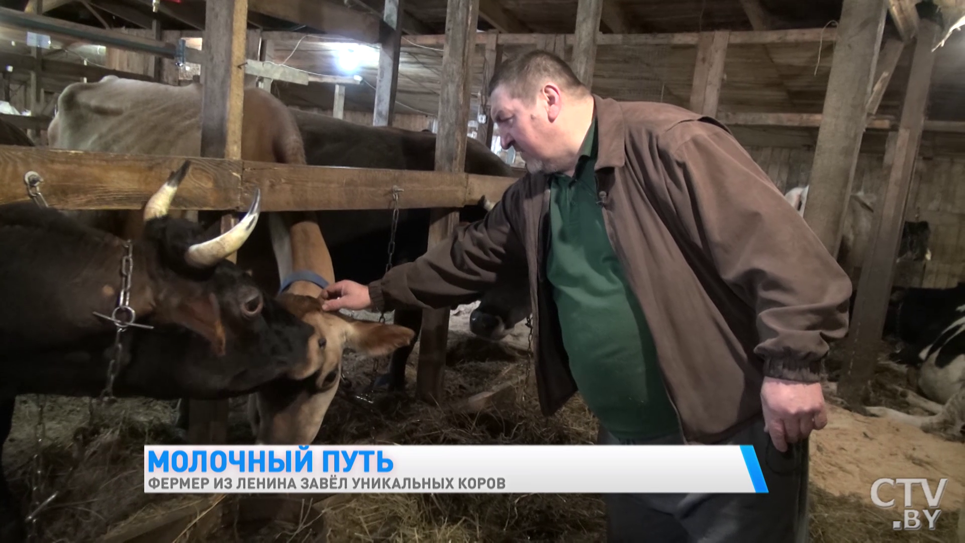 «Они у меня иногда под шансон хорошо доятся». Фермер из Гомельской области завёл уникальных коров-16
