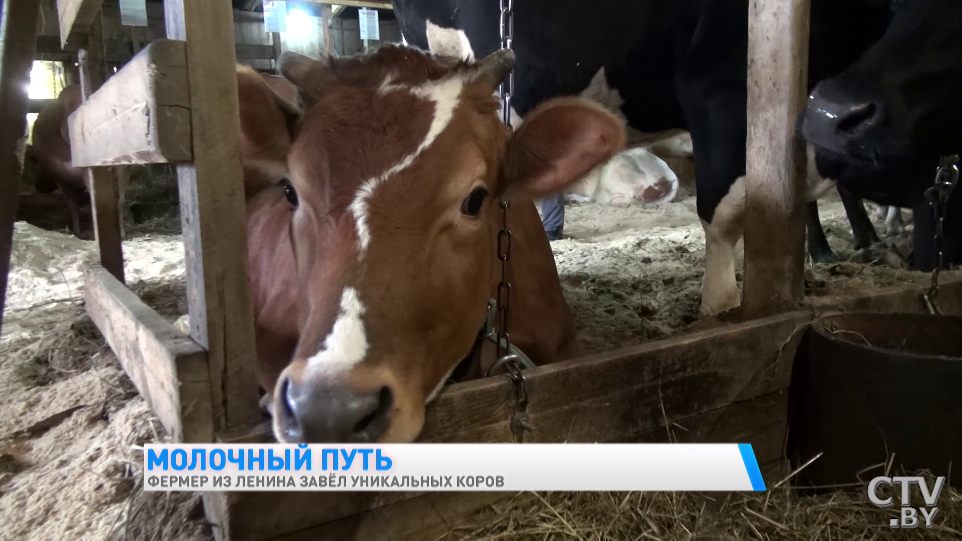 «Они у меня иногда под шансон хорошо доятся». Фермер из Гомельской области завёл уникальных коров-13