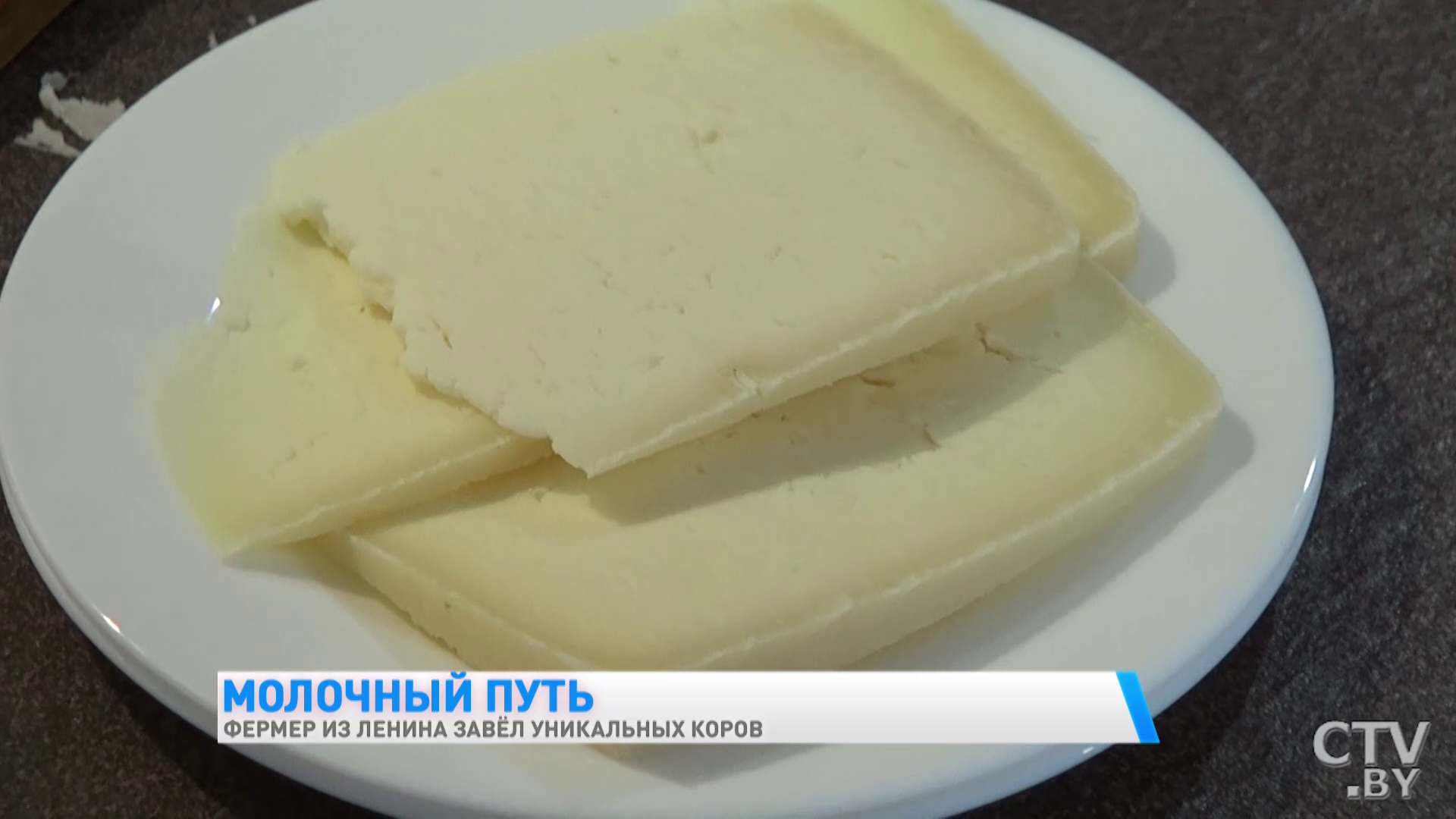 «Они у меня иногда под шансон хорошо доятся». Фермер из Гомельской области завёл уникальных коров-19