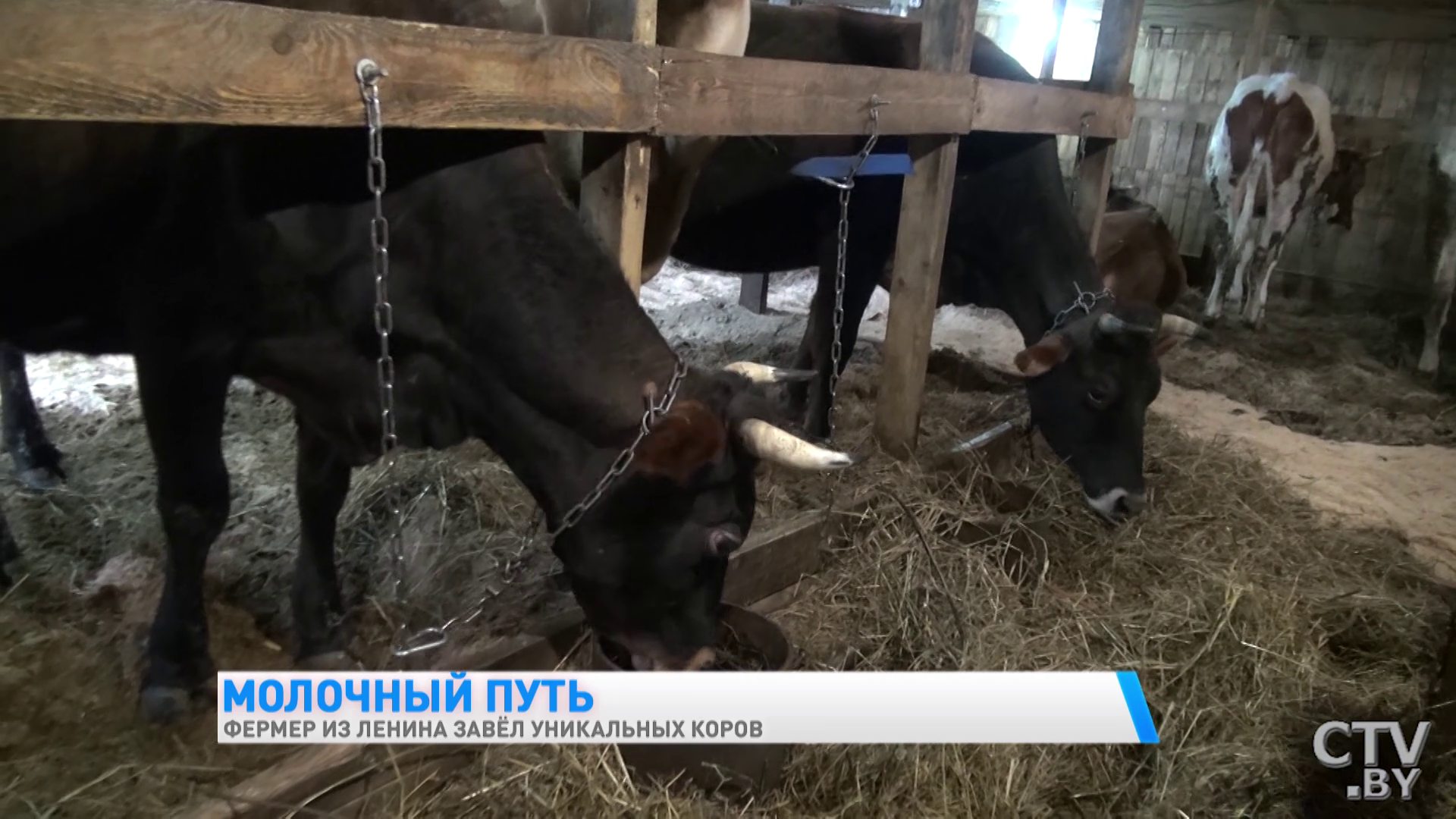 «Они у меня иногда под шансон хорошо доятся». Фермер из Гомельской области завёл уникальных коров-28