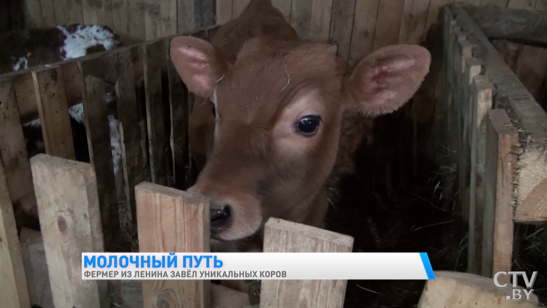 «Они у меня иногда под шансон хорошо доятся». Фермер из Гомельской области завёл уникальных коров-10