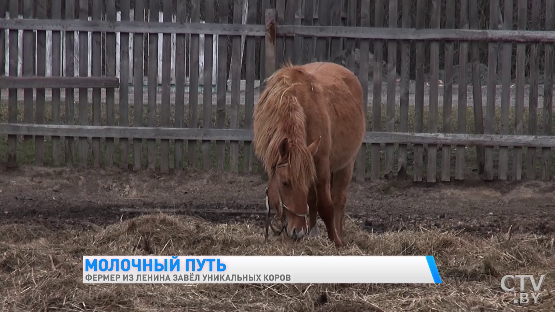 «Они у меня иногда под шансон хорошо доятся». Фермер из Гомельской области завёл уникальных коров-34