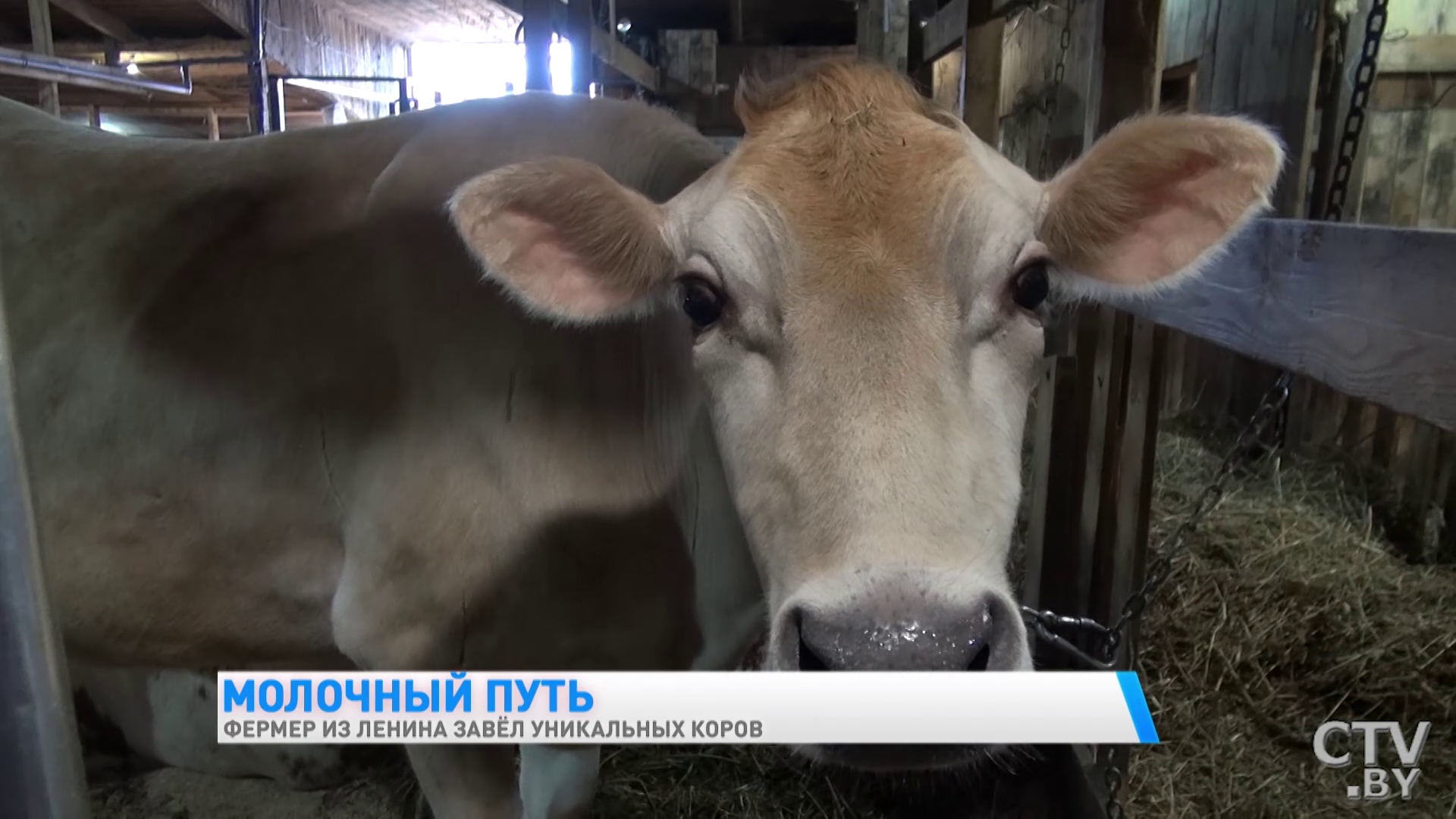 «Они у меня иногда под шансон хорошо доятся». Фермер из Гомельской области завёл уникальных коров-37
