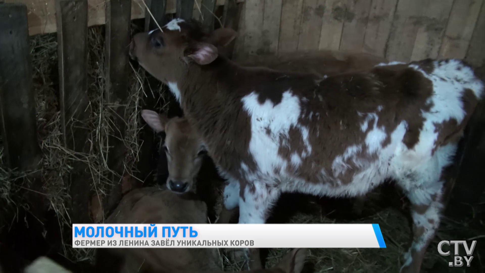 «Они у меня иногда под шансон хорошо доятся». Фермер из Гомельской области завёл уникальных коров-40