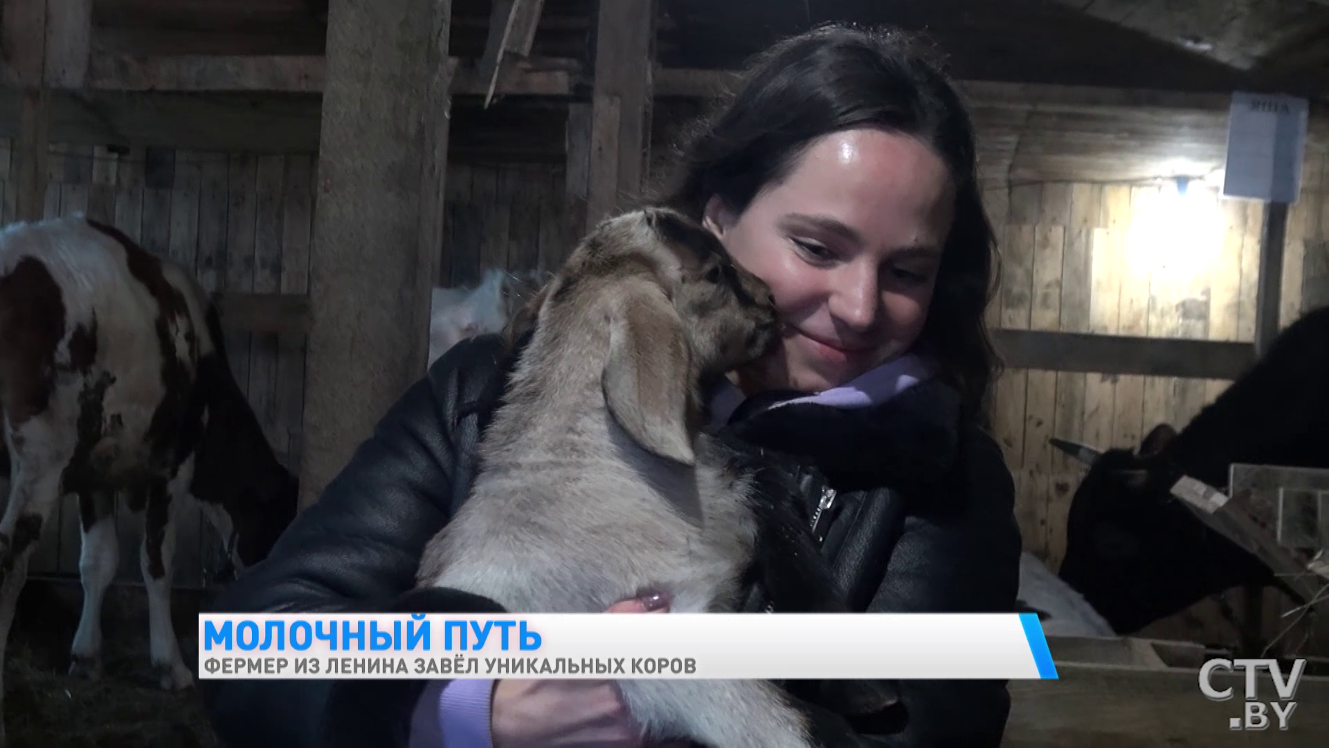 «Они у меня иногда под шансон хорошо доятся». Фермер из Гомельской области завёл уникальных коров-43