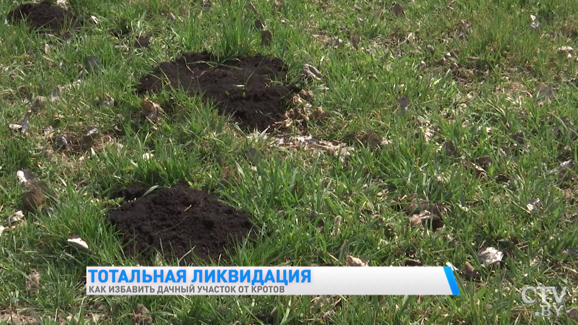 «Пишут, что запаха боба боится – это всё ерунда». Как эффективно избавиться от кротов-28