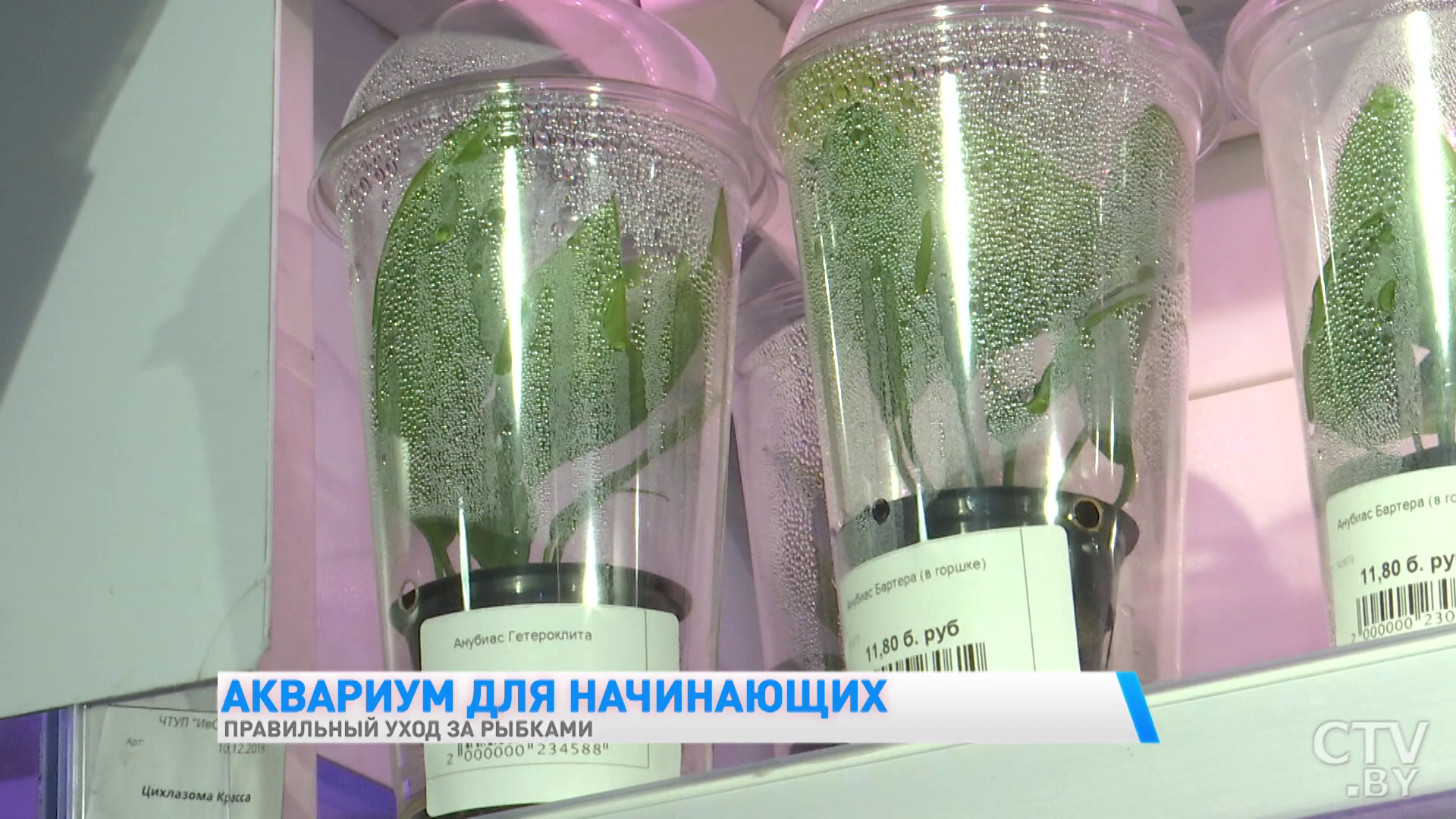 Уход за аквариумом занимает 20-30 минут в неделю. Что нужно знать, если решили завести рыбок-25