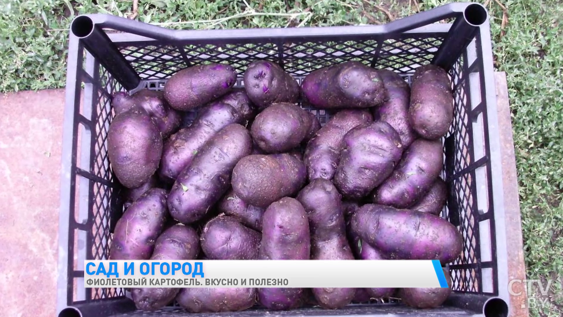 Чем насыщеннее окраска, тем больше полезных веществ. Чем фиолетовый картофель лучше обычного-13