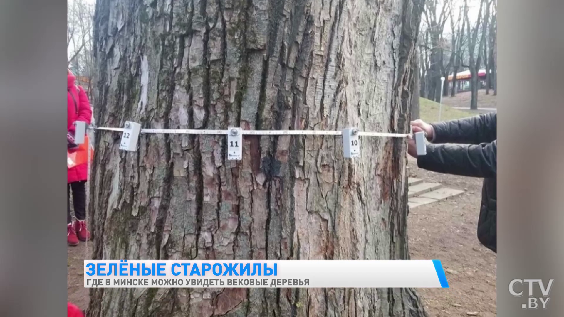 Где в Минске можно увидеть вековые деревья? «Всё, что сверху, практически такая же часть находится и в земле»-4