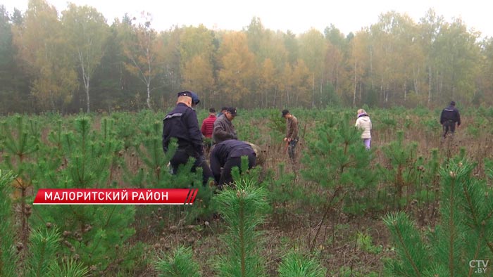 Посадить дерево, вырастить ребёнка и построить дом. Как проходит акция «Дай лесу новае жыццё»?-6