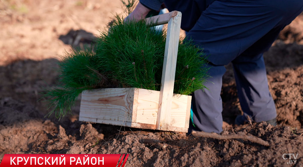 Сергеенко: вся страна откликнулась на призыв нашего Президента к восстановлению леса-2