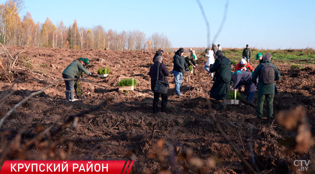 Сергеенко: вся страна откликнулась на призыв нашего Президента к восстановлению леса-8