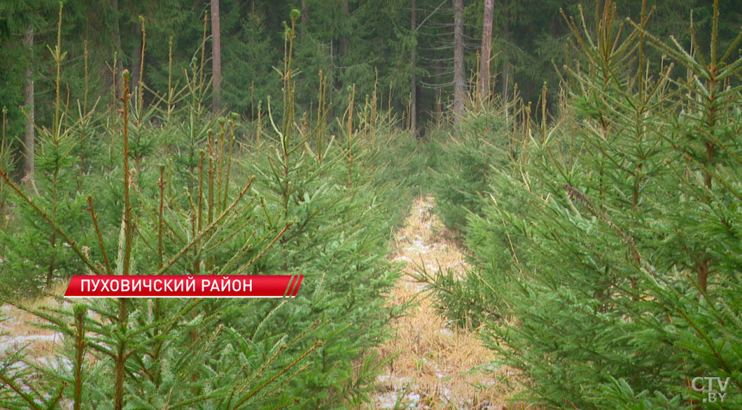 Не рубить, а купить! Какое наказание грозит за самовольную вырубку ёлок в Беларуси?-6