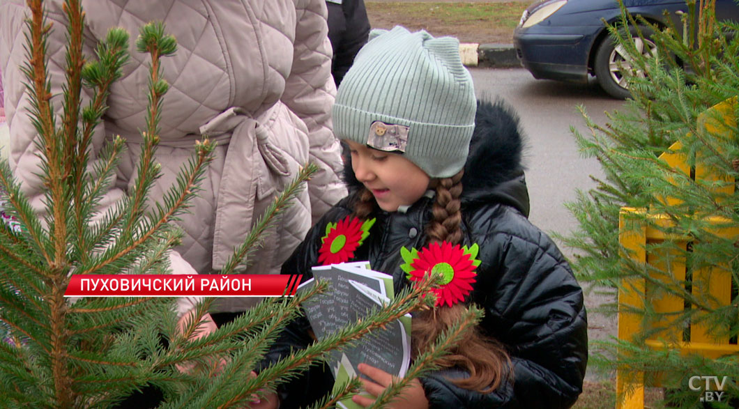 Не рубить, а купить! Какое наказание грозит за самовольную вырубку ёлок в Беларуси?-10