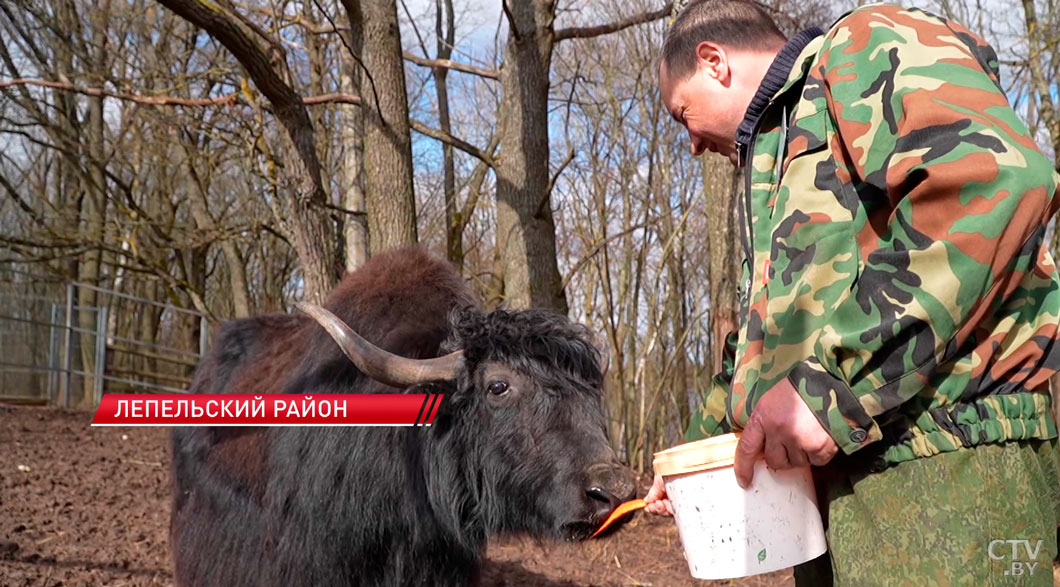 В Лепельском районе организовали бесплатный зоопарк-2 В Лепельском районе организовали бесплатный зоопарк-2