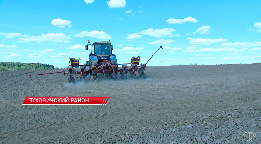 В Минской области завершают посадку картофеля и сев кукурузы-6