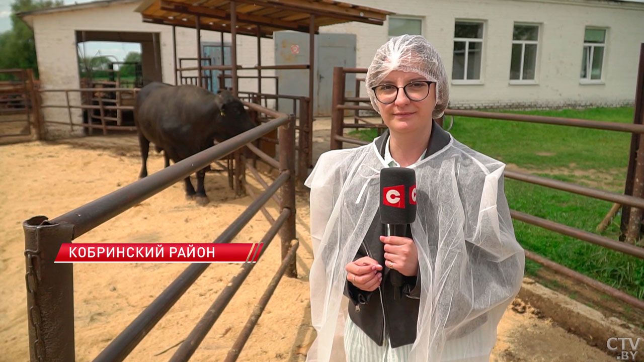 Корова даёт в два раза больше молока – чем будет удивлять Брестская область на «Белагро»?-4 Корова даёт в два раза больше молока – чем будет удивлять Брестская область на «Белагро»?-4