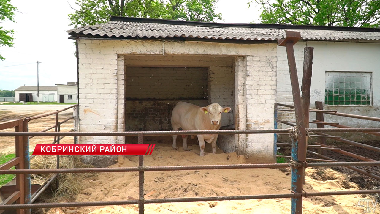 Корова даёт в два раза больше молока – чем будет удивлять Брестская область на «Белагро»?-2