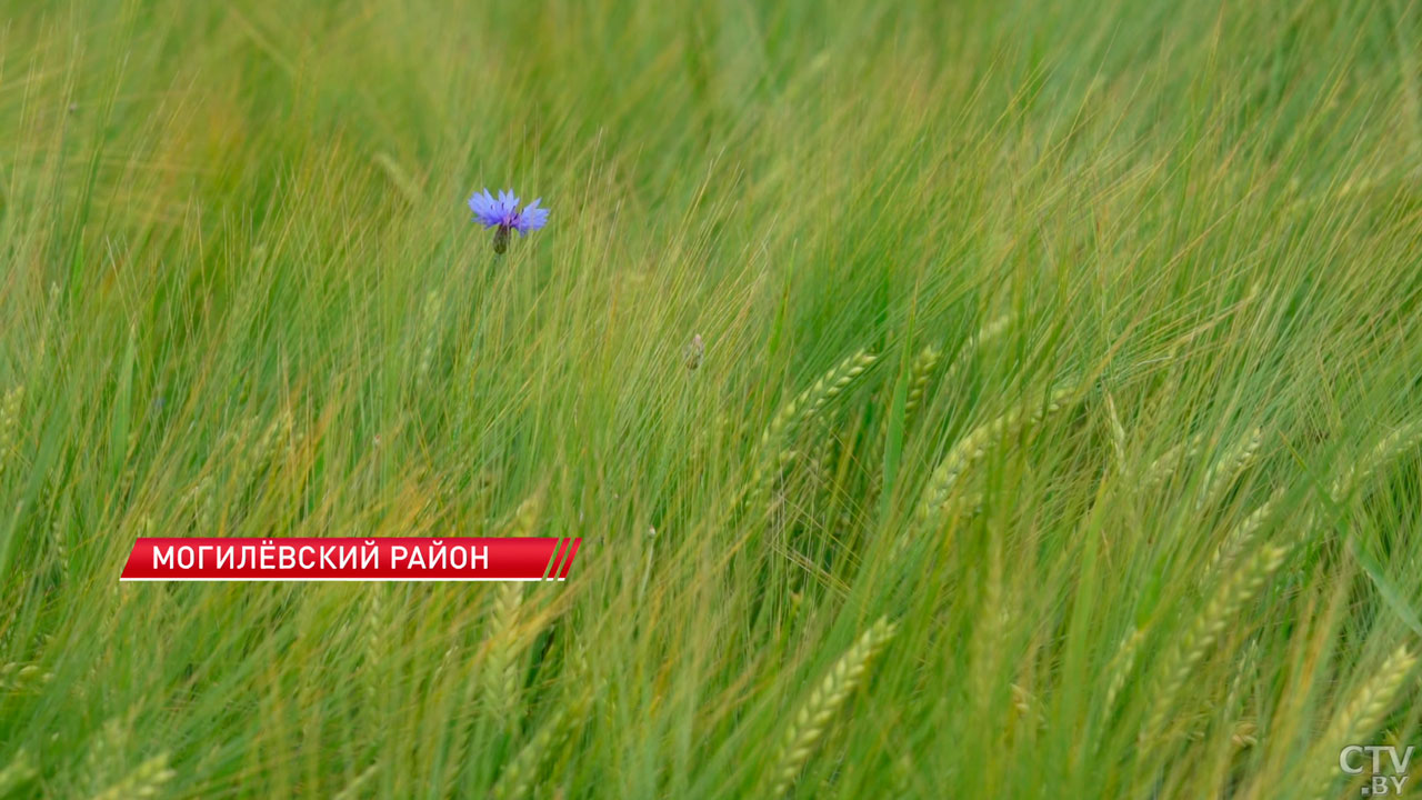 Самая лучшая профессия – руководитель хозяйства! Лукашенко посетил агрокомбинат «Заря»-2