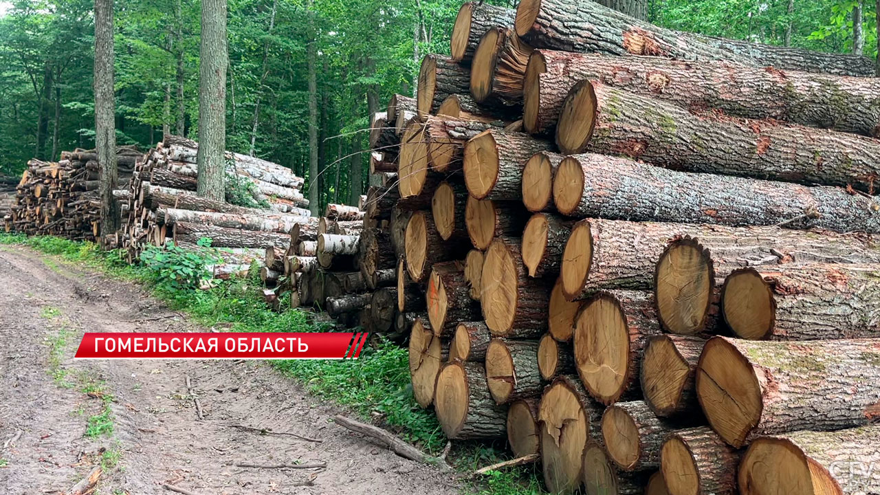 На замечание Лукашенко – реакция оперативная! В КГК рассмотрели проблемные вопросы лесной отрасли-4