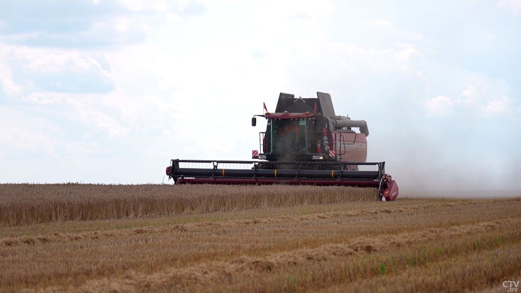 В Беларуси убрано более 600 тыс. га полей с зерновыми и зернобобовыми-2