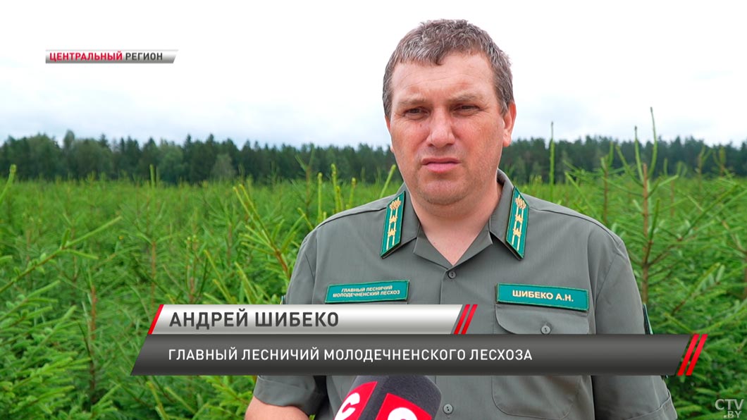 «Каждые рабочие руки на вес золота» – лесничий рассказал, как бойцы студотрядов помогают в работе-8