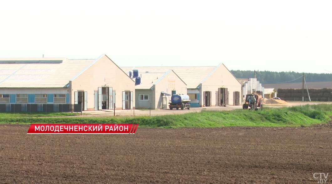 Аграрии Минской области планируют намолотить 800 тыс. тонн кукурузы на зерно-2