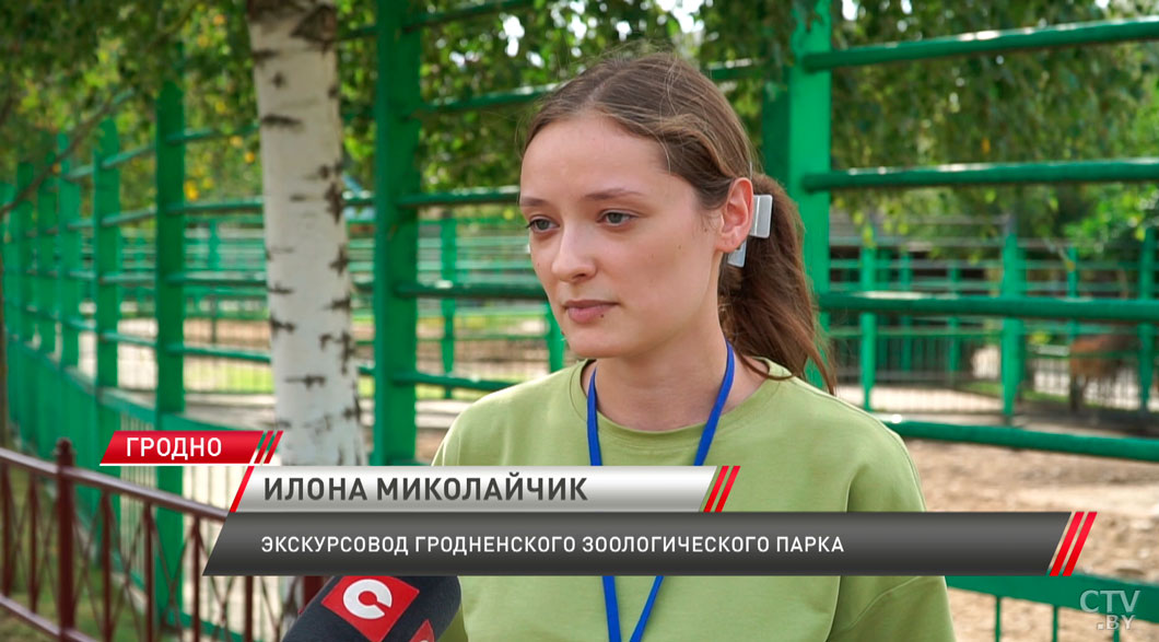 Пополнение в зоопарке! В Гродно у пары лам родился малыш-2