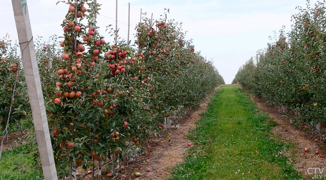 Гродненская область заложит на хранение 2 тыс. тонн яблок для других регионов страны-2