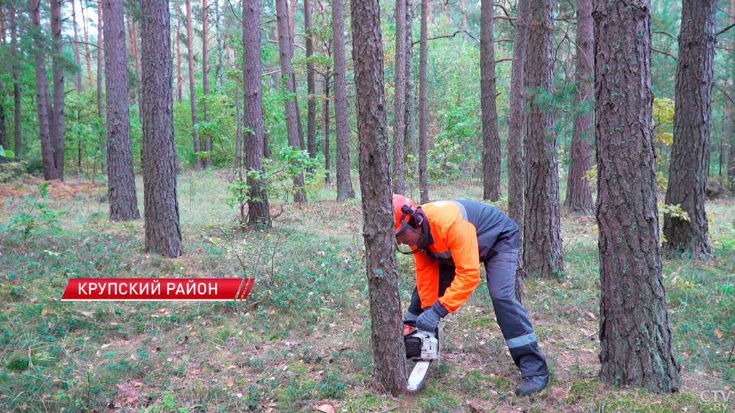 Два сотрудника Крупского лесхоза признаны лучшими в Минской области-6