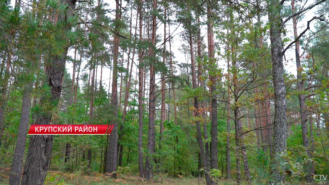 Два сотрудника Крупского лесхоза признаны лучшими в Минской области-10