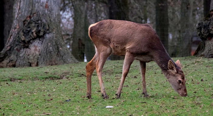  В Беларуси увеличилось число ДТП с участием диких животных